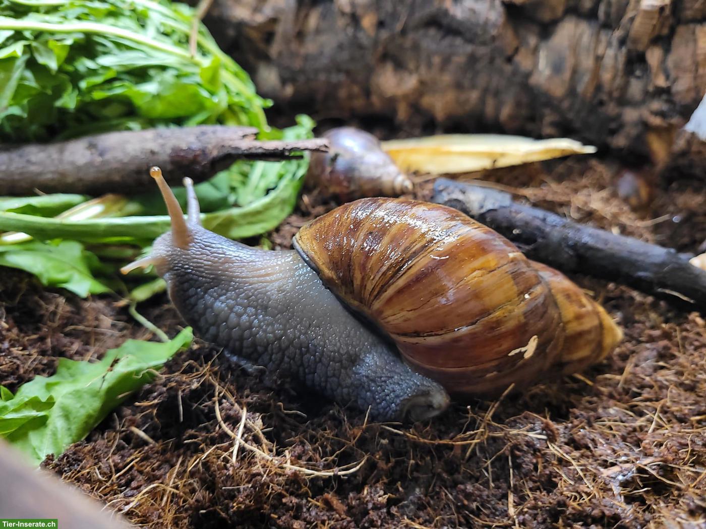 Achatinas fulica, helle und dunkle, kleine und grosse