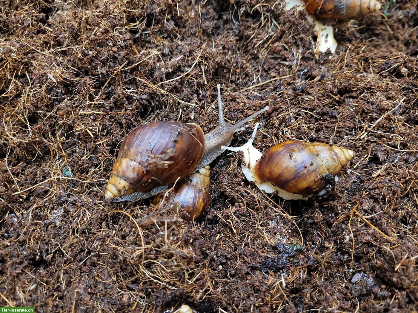 Bild 2: Achatinas fulica, helle und dunkle, kleine und grosse