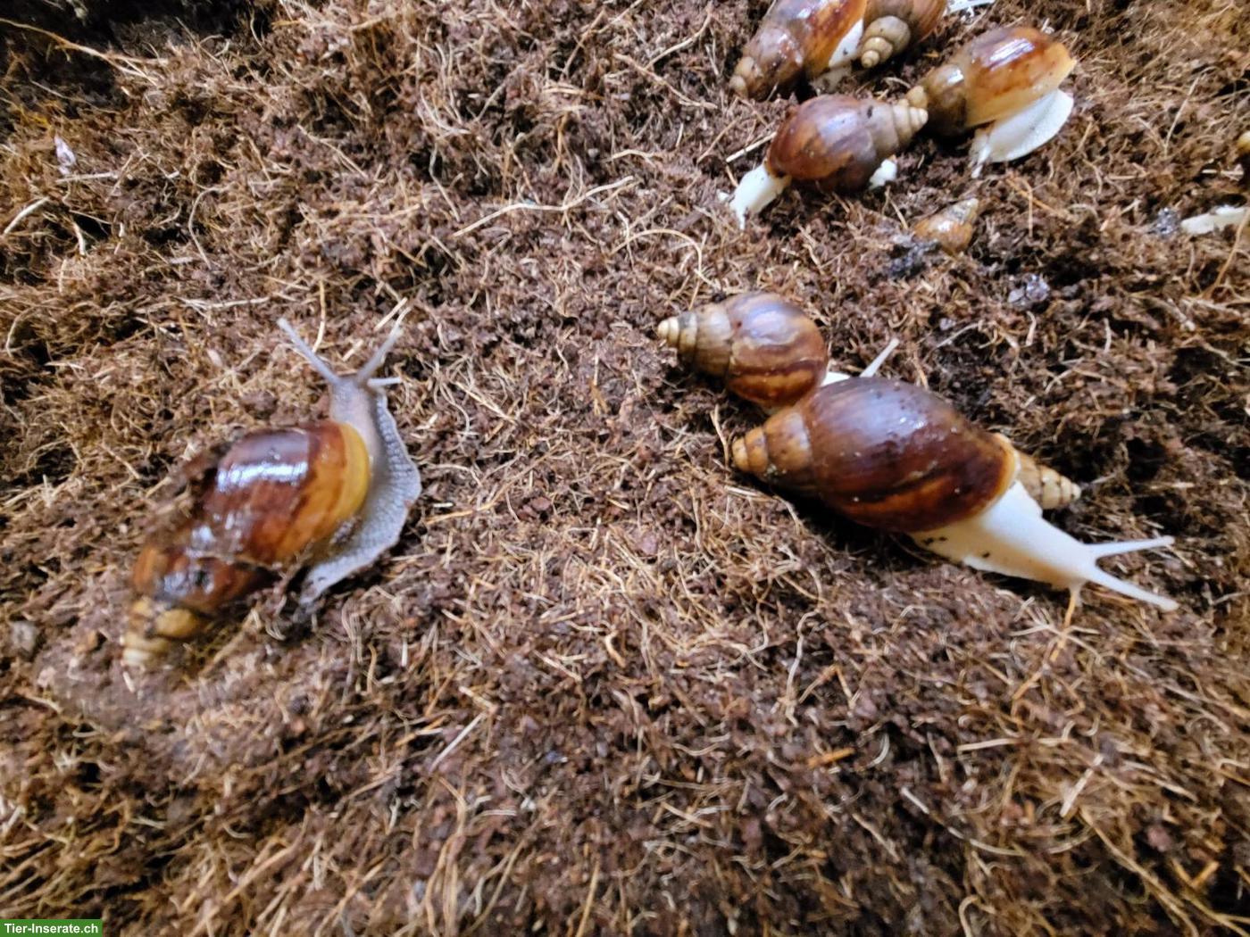 Bild 3: Achatinas fulica, helle und dunkle, kleine und grosse