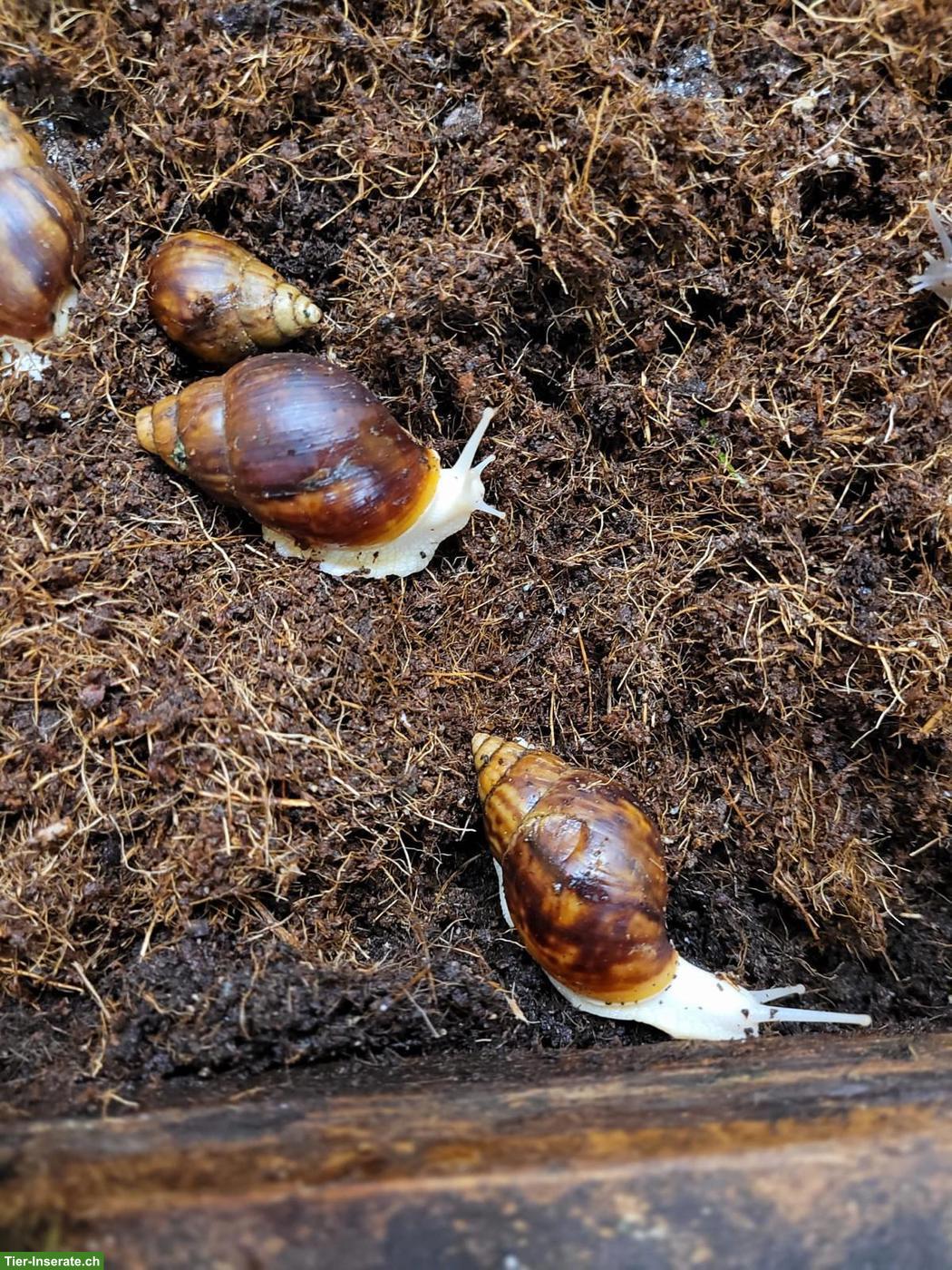Bild 4: Achatinas fulica, helle und dunkle, kleine und grosse