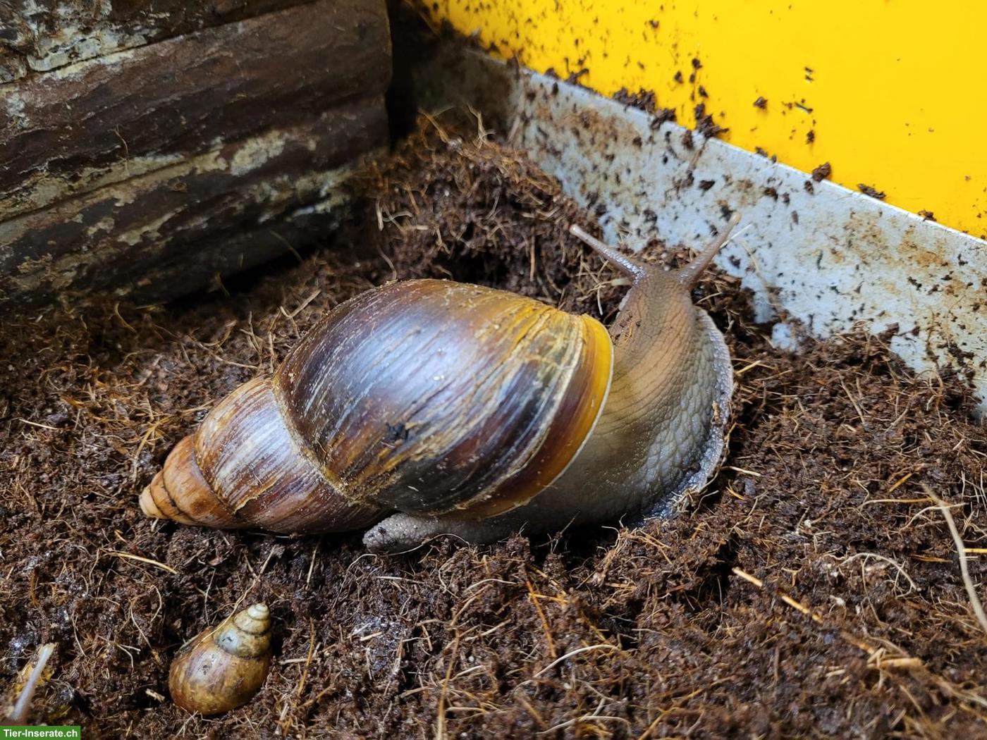 Bild 5: Achatinas fulica, helle und dunkle, kleine und grosse