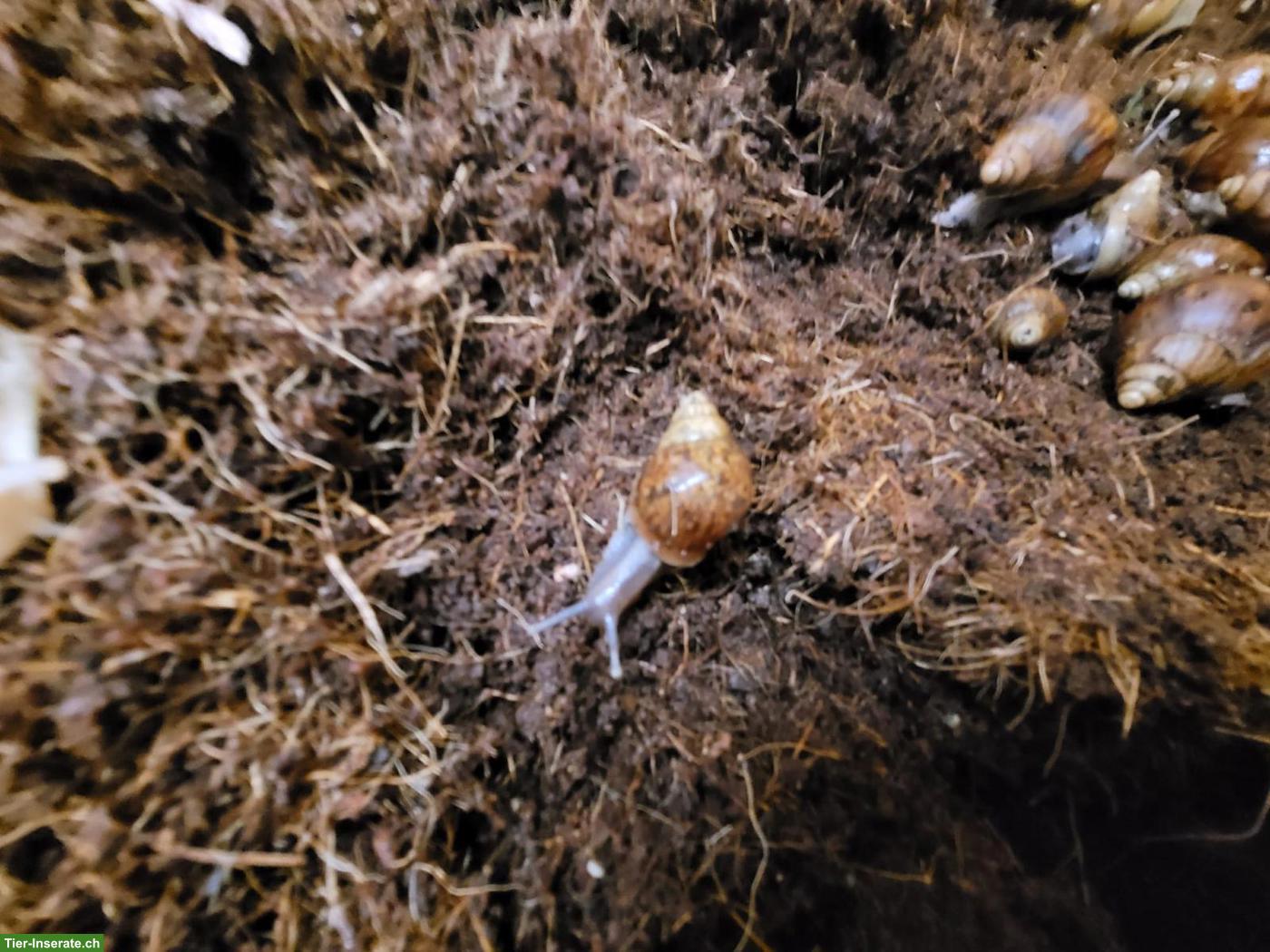 Bild 6: Achatinas fulica, helle und dunkle, kleine und grosse