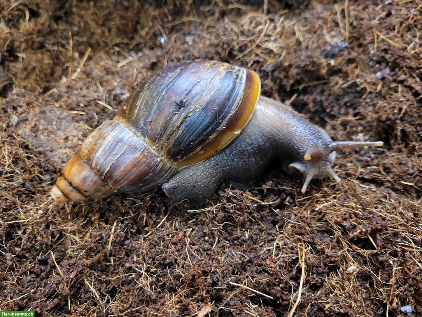 Bild 7: Achatinas fulica, helle und dunkle, kleine und grosse