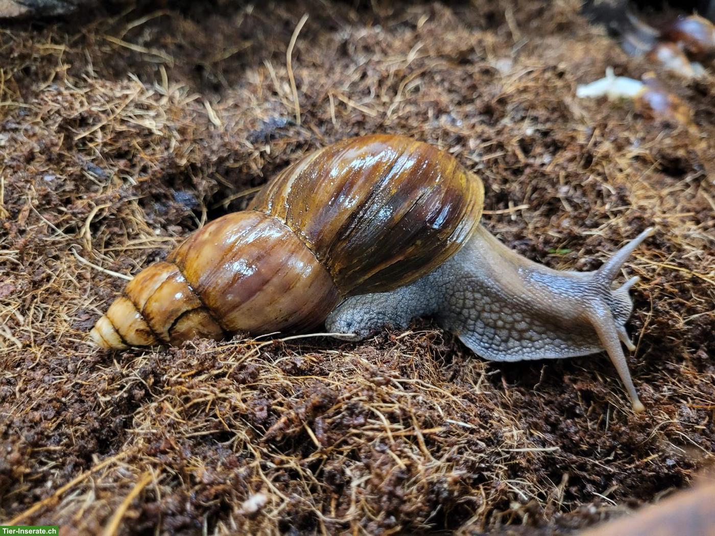 Bild 8: Achatinas fulica, helle und dunkle, kleine und grosse