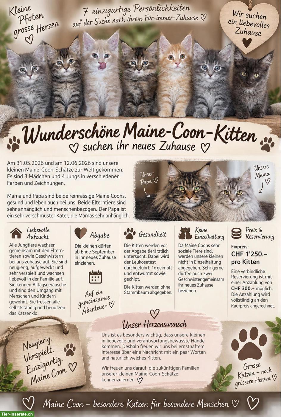 Wunderschöne Maine Coon Kitten suchen Für immer Zuhause