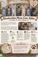 Wunderschöne Maine Coon Kitten suchen Für immer Zuhause