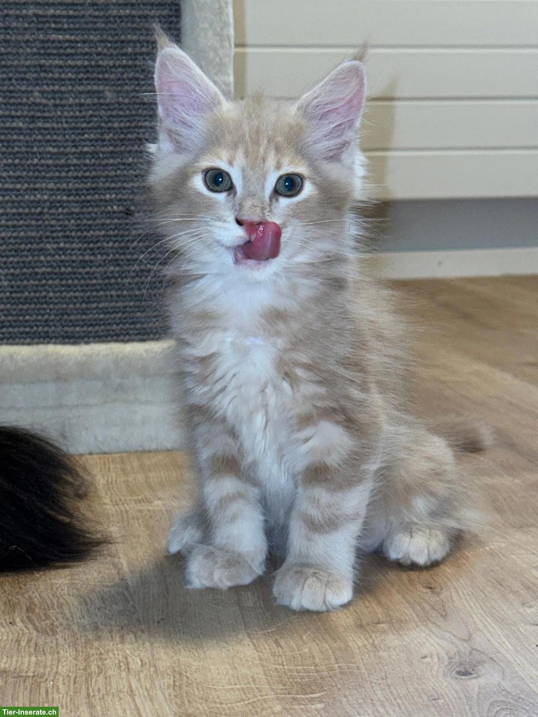 Bild 2: Wunderschöne Maine Coon Kitten suchen Für immer Zuhause