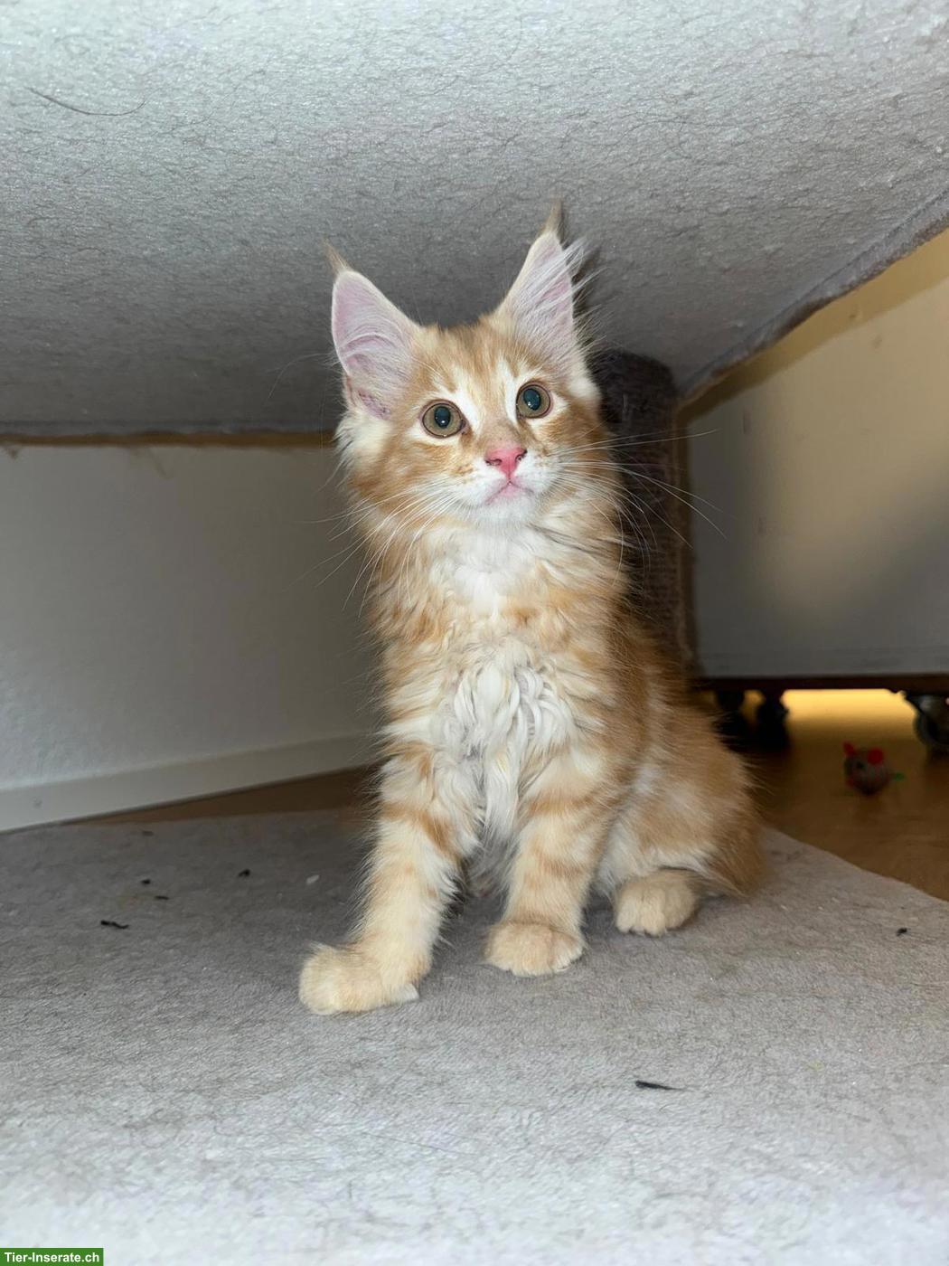 Bild 3: Wunderschöne Maine Coon Kitten suchen Für immer Zuhause