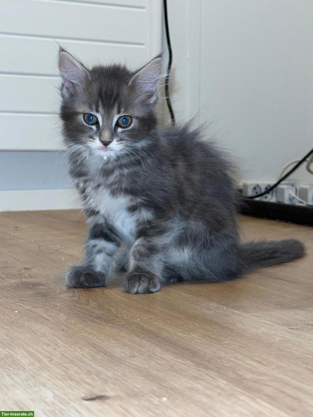 Bild 4: Wunderschöne Maine Coon Kitten suchen Für immer Zuhause