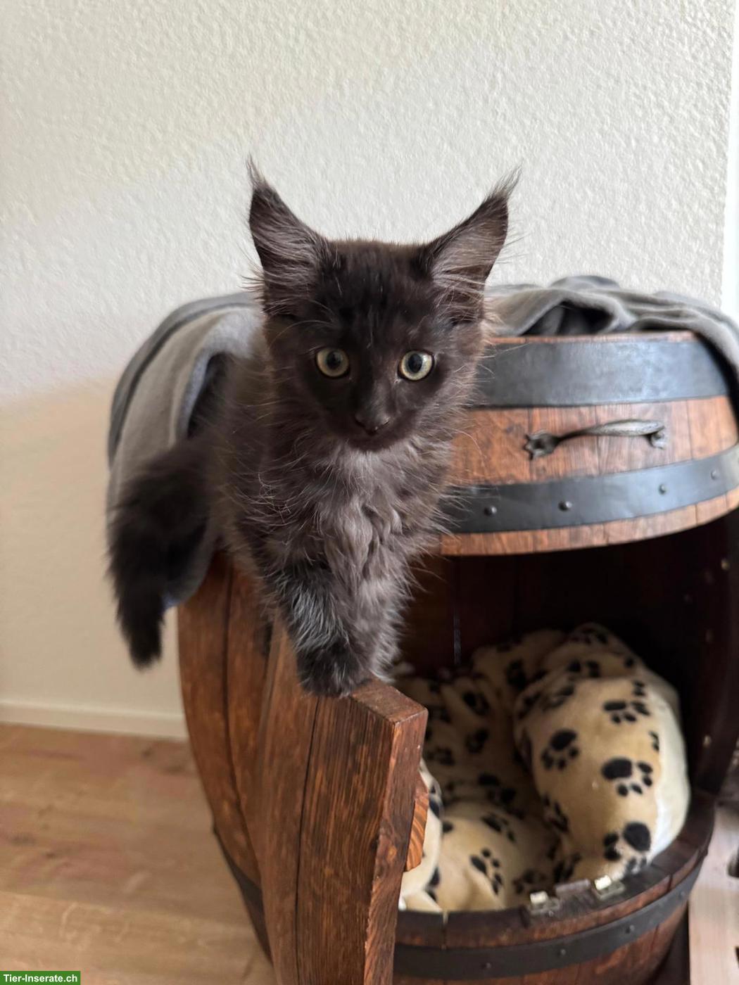 Bild 5: Wunderschöne Maine Coon Kitten suchen Für immer Zuhause
