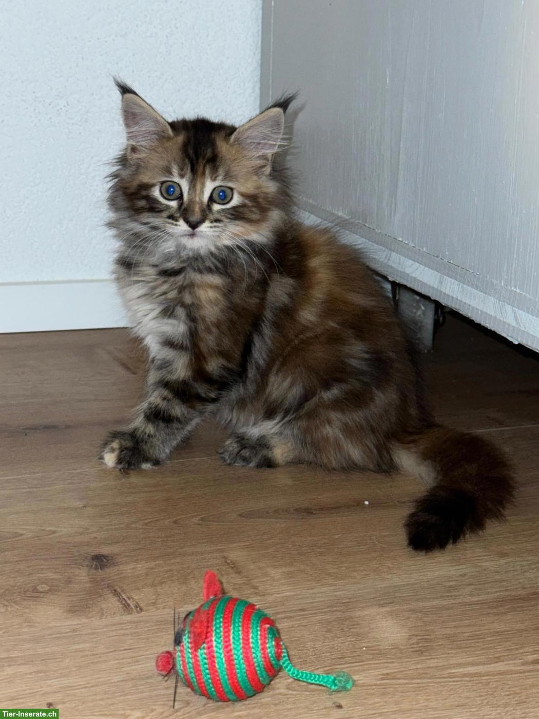 Bild 6: Wunderschöne Maine Coon Kitten suchen Für immer Zuhause