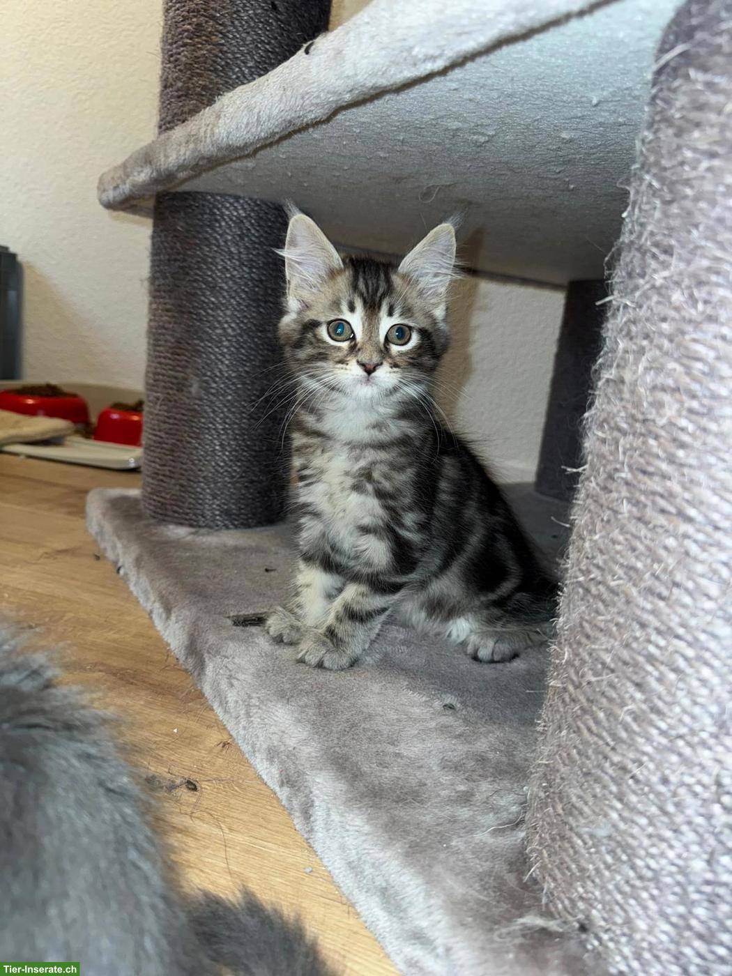 Bild 7: Wunderschöne Maine Coon Kitten suchen Für immer Zuhause