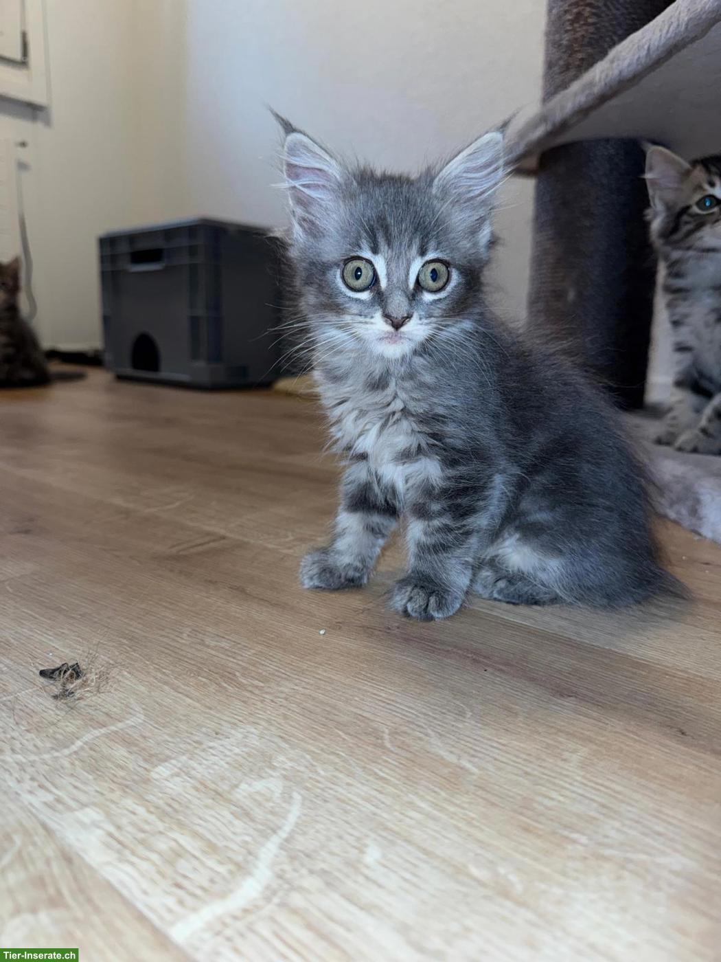 Bild 8: Wunderschöne Maine Coon Kitten suchen Für immer Zuhause