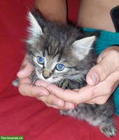 Junge getigerter Kater suchen neues Zuhause
