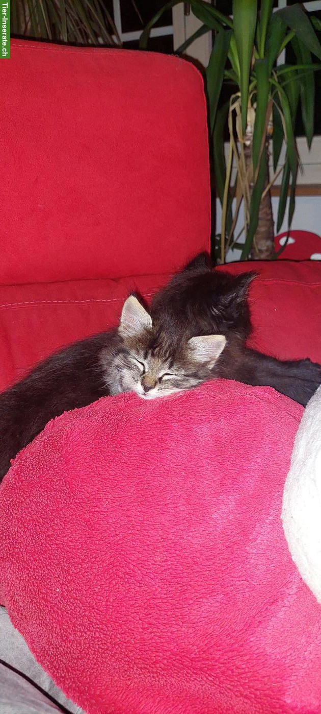 Bild 2: Junge getigerter Kater suchen neues Zuhause
