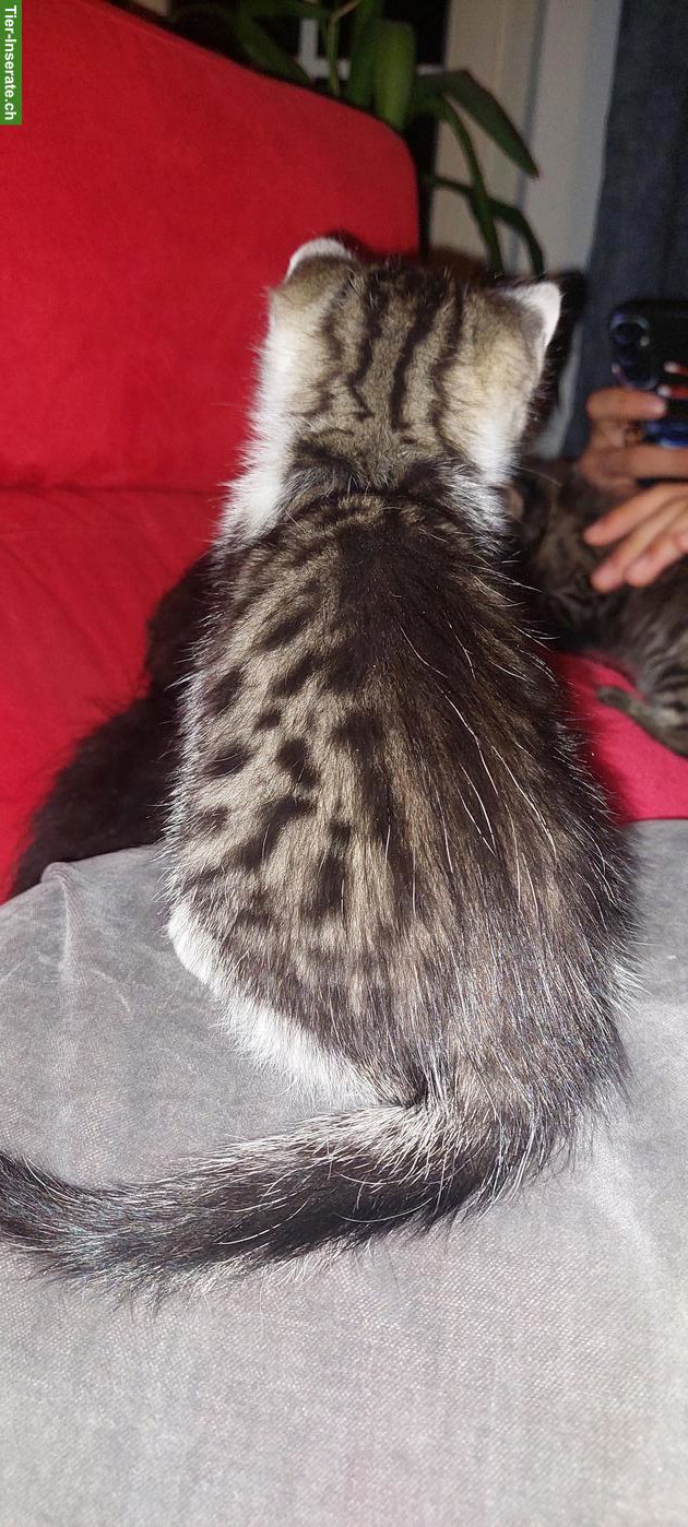 Bild 4: Junge getigerter Kater suchen neues Zuhause