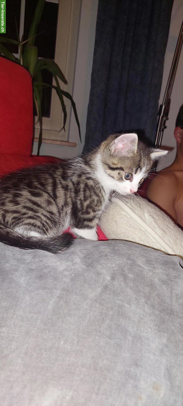 Bild 5: Junge getigerter Kater suchen neues Zuhause