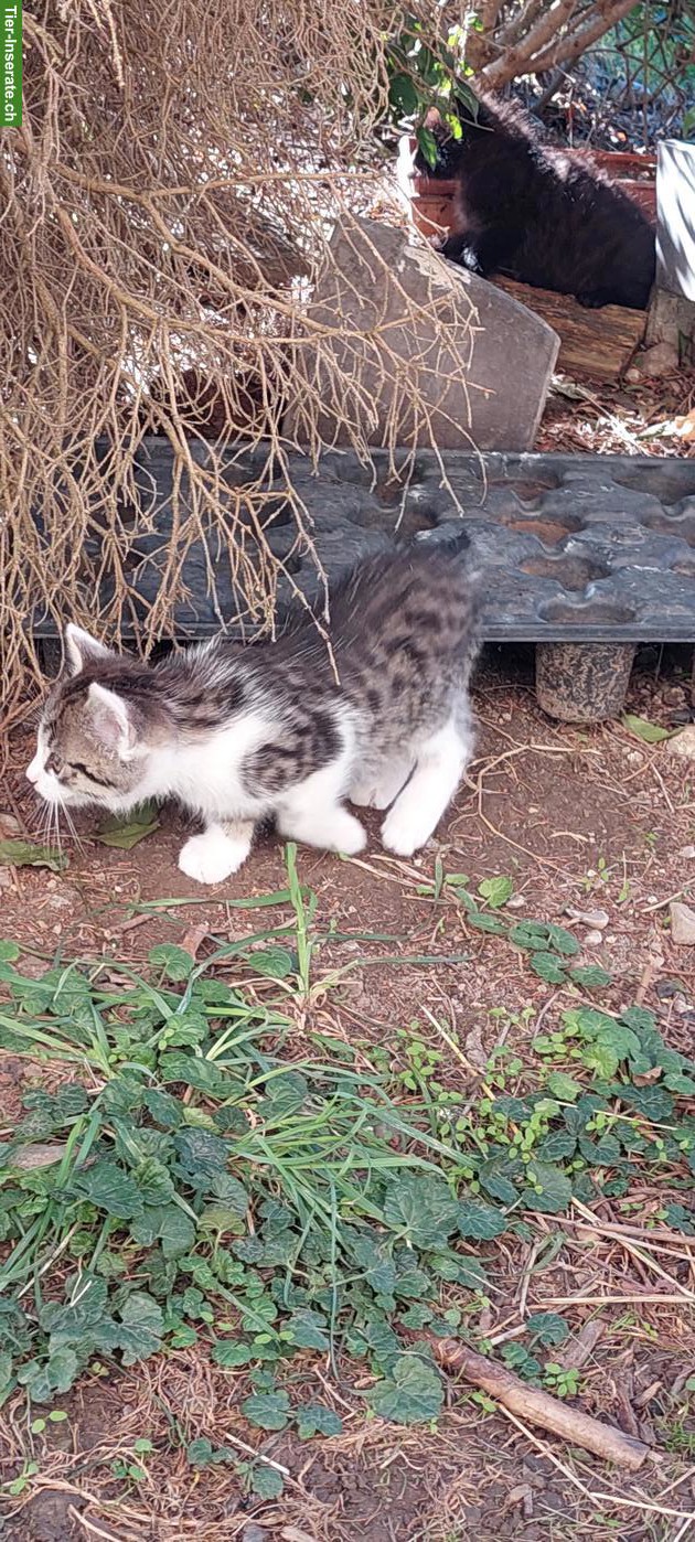 Bild 6: Junge getigerter Kater suchen neues Zuhause