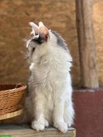 Wunderschöne blaue Harlequin Maine Coon Katze 💙