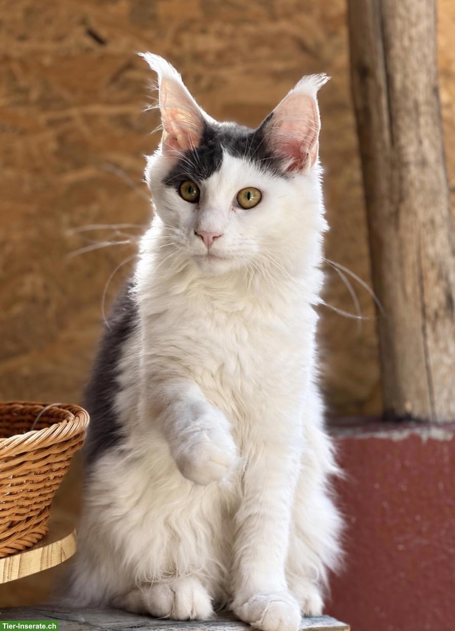 Bild 2: Wunderschöne blaue Harlequin Maine Coon Katze 💙