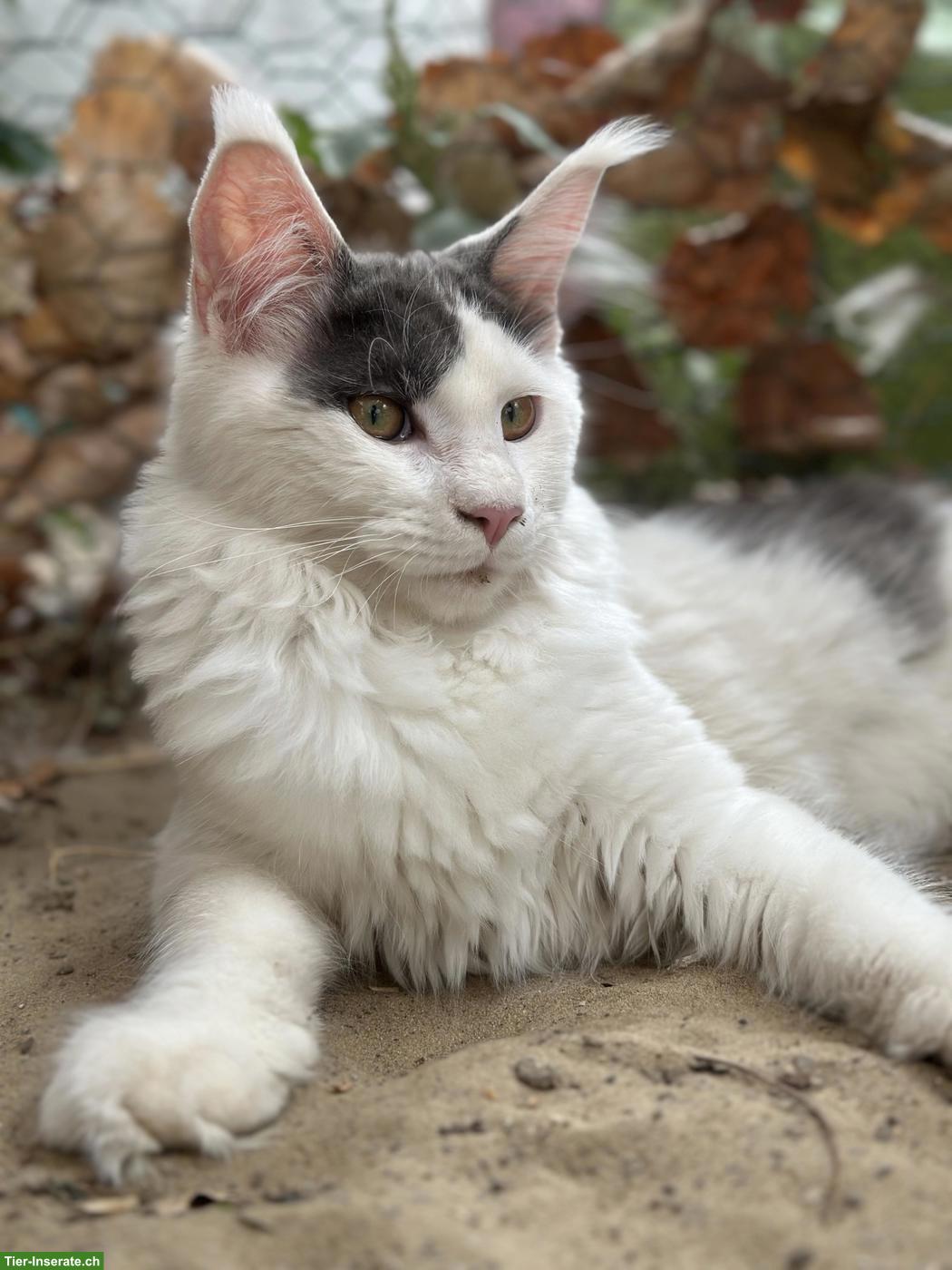 Bild 3: Wunderschöne blaue Harlequin Maine Coon Katze 💙