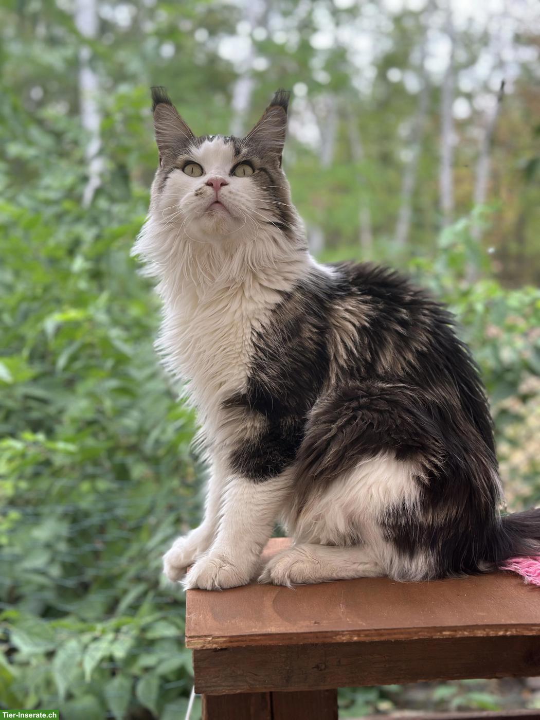 Bild 5: Wunderschöne blaue Harlequin Maine Coon Katze 💙
