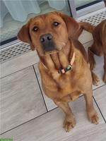 Labrador Welpen in foxred, darkfoxred | Wurfankündigung