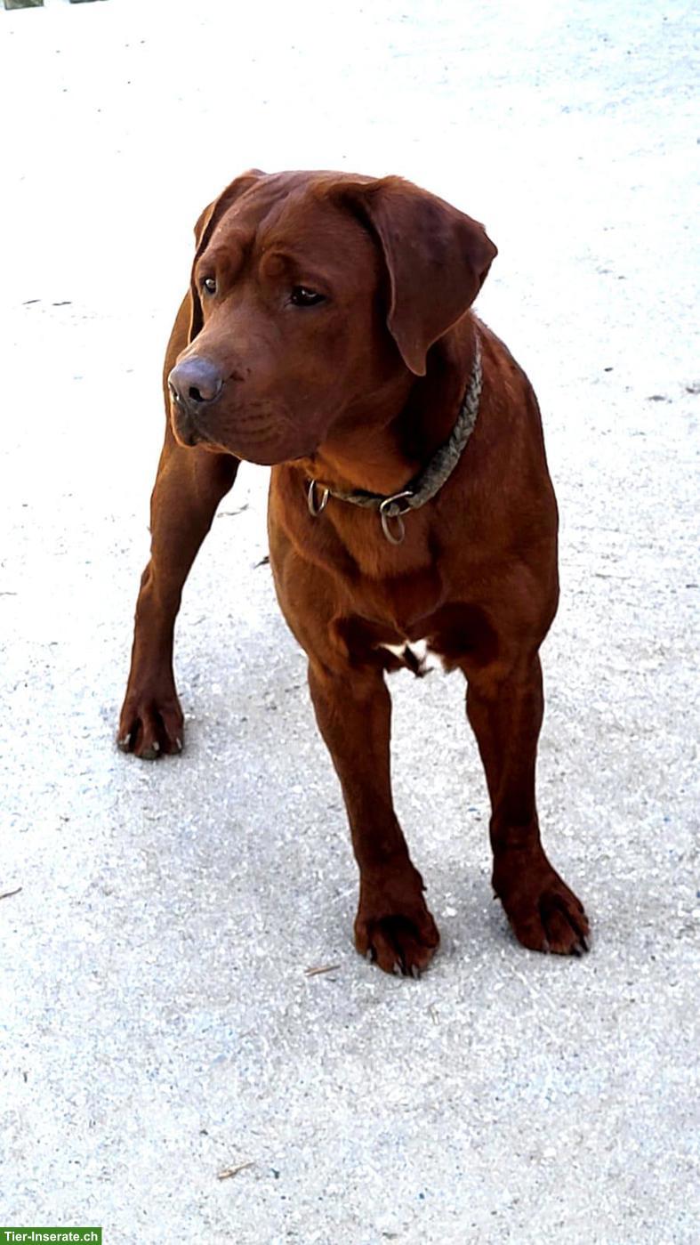 Bild 2: Labrador Welpen in foxred, darkfoxred | Wurfankündigung