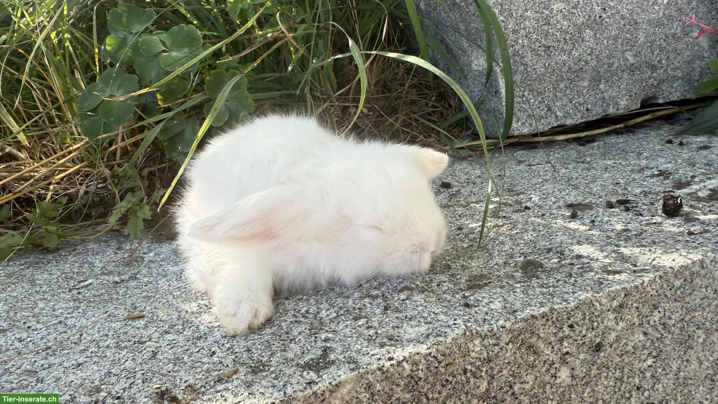 Bild 6: 2 süsse Teddywidderli zu verkaufen