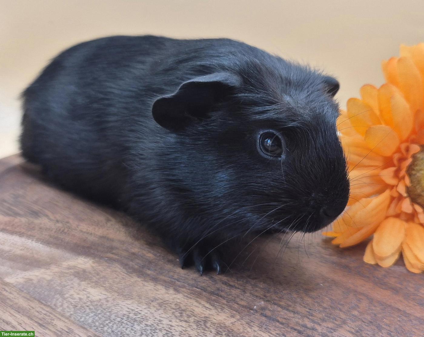 Süsse Crested Meerschweinchen Weibchen, schwarz & schwarz-weiss