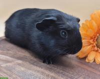 Süsse Crested Meerschweinchen Weibchen, schwarz & schwarz-weiss
