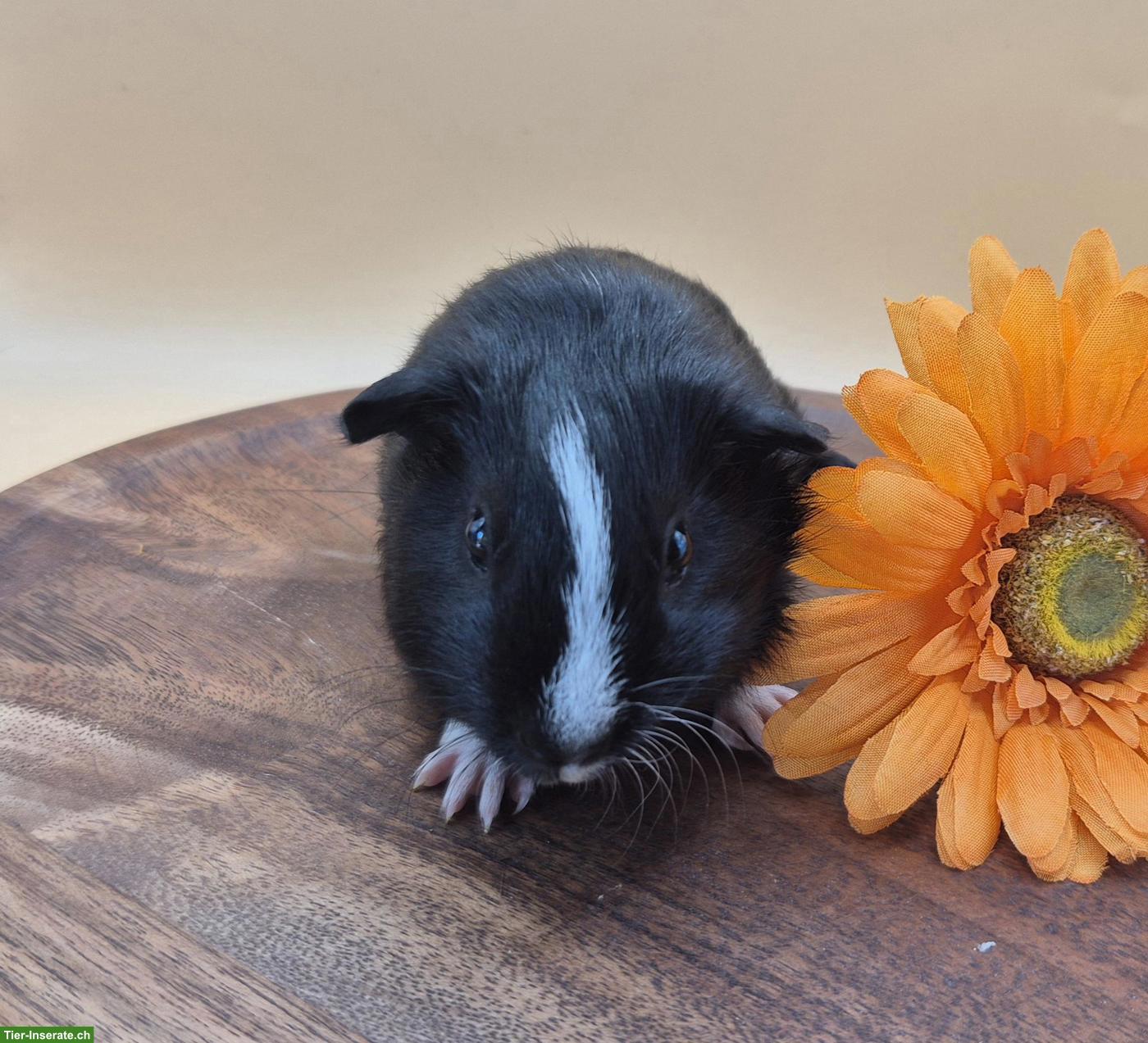 Bild 3: Süsse Crested Meerschweinchen Weibchen, schwarz & schwarz-weiss