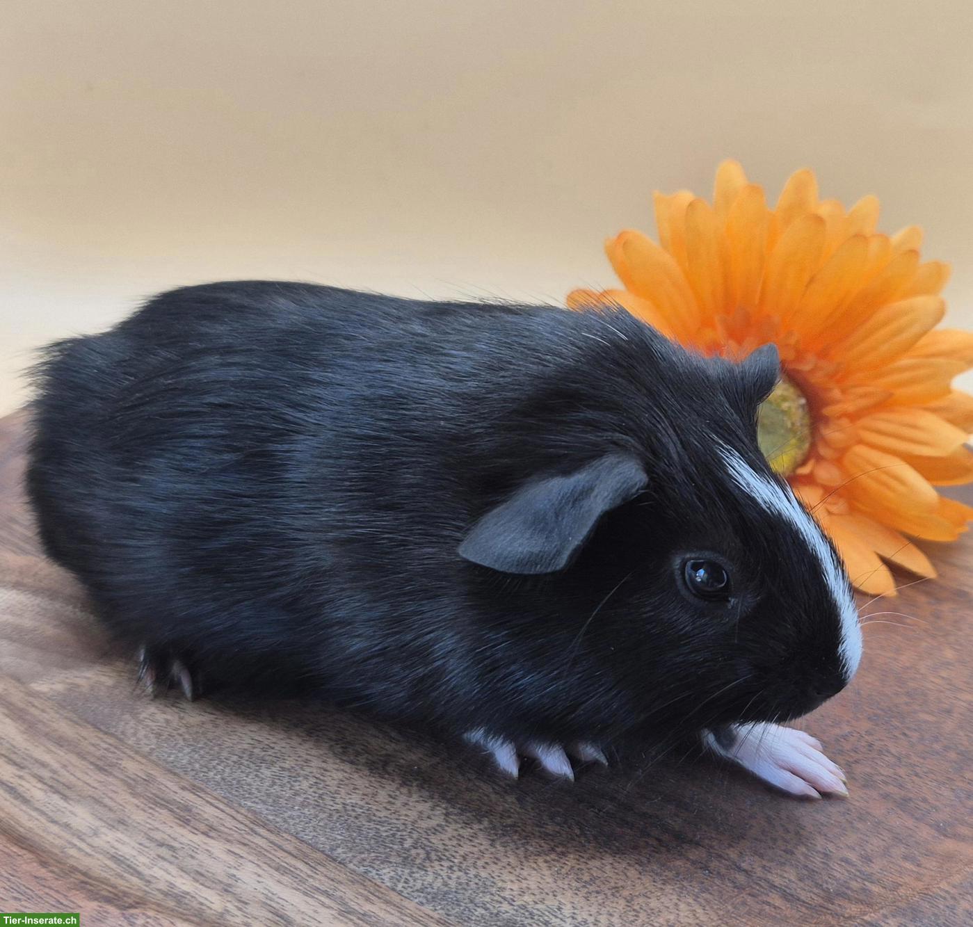 Bild 4: Süsse Crested Meerschweinchen Weibchen, schwarz & schwarz-weiss