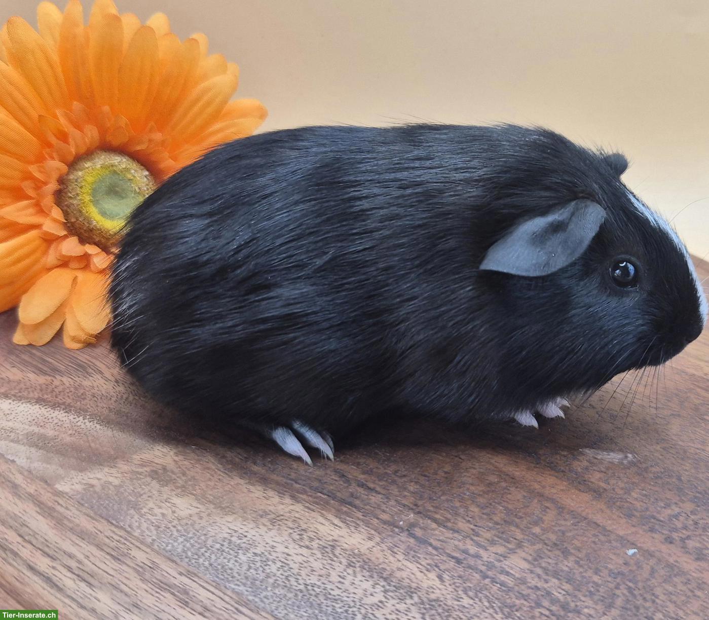 Bild 5: Süsse Crested Meerschweinchen Weibchen, schwarz & schwarz-weiss