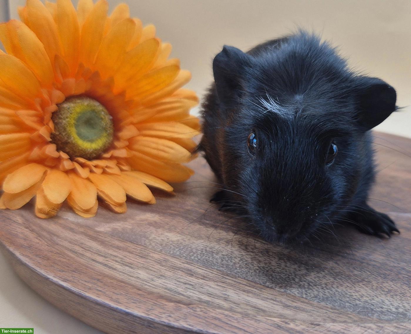 Bild 6: Süsse Crested Meerschweinchen Weibchen, schwarz & schwarz-weiss