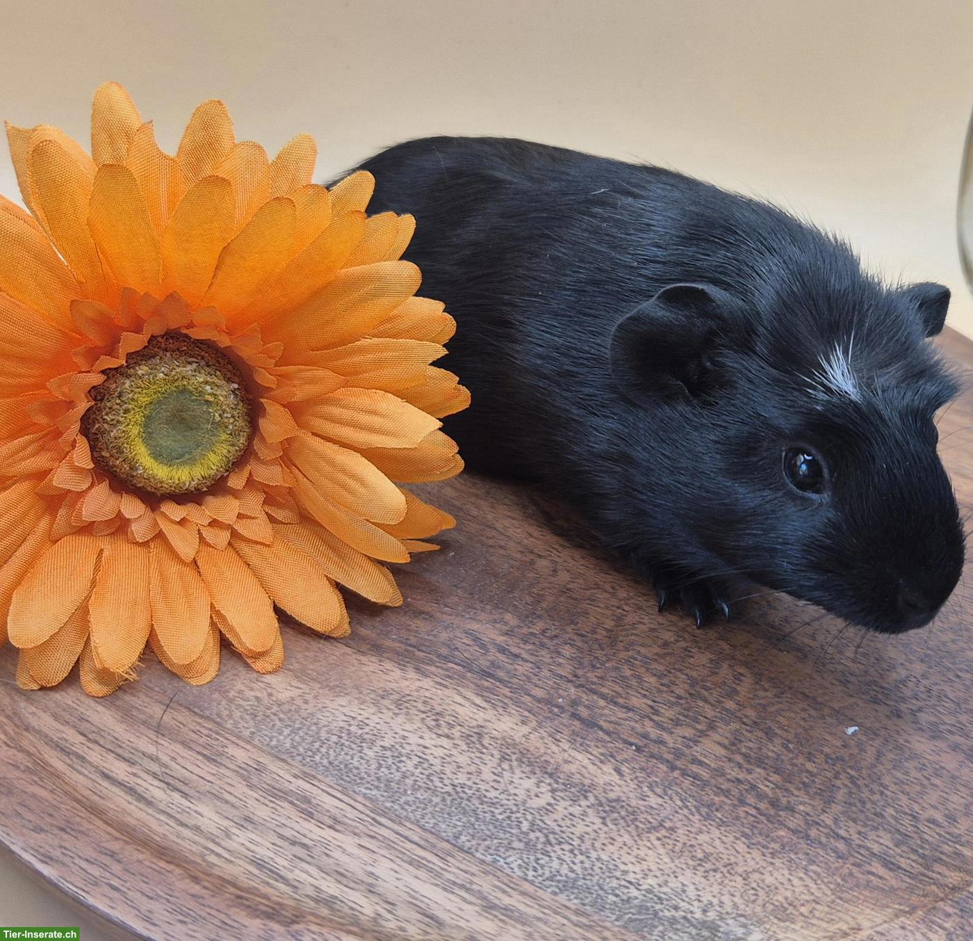 Bild 7: Süsse Crested Meerschweinchen Weibchen, schwarz & schwarz-weiss