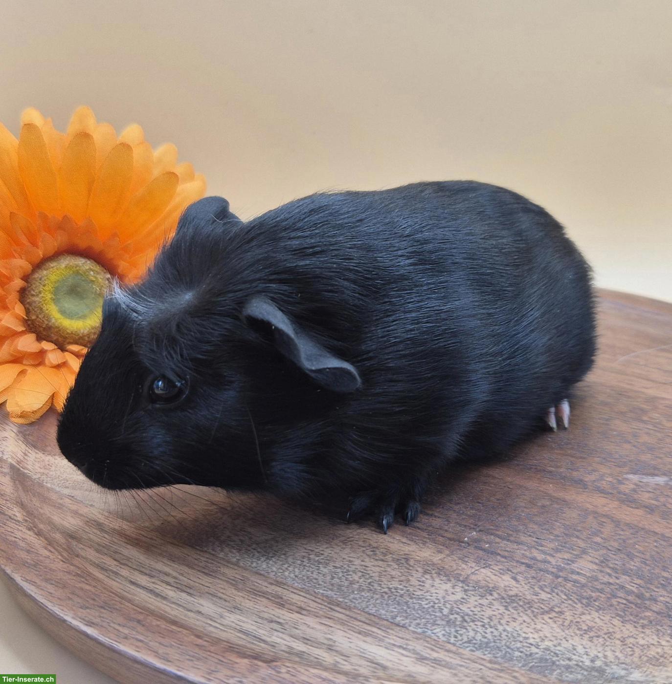 Bild 8: Süsse Crested Meerschweinchen Weibchen, schwarz & schwarz-weiss
