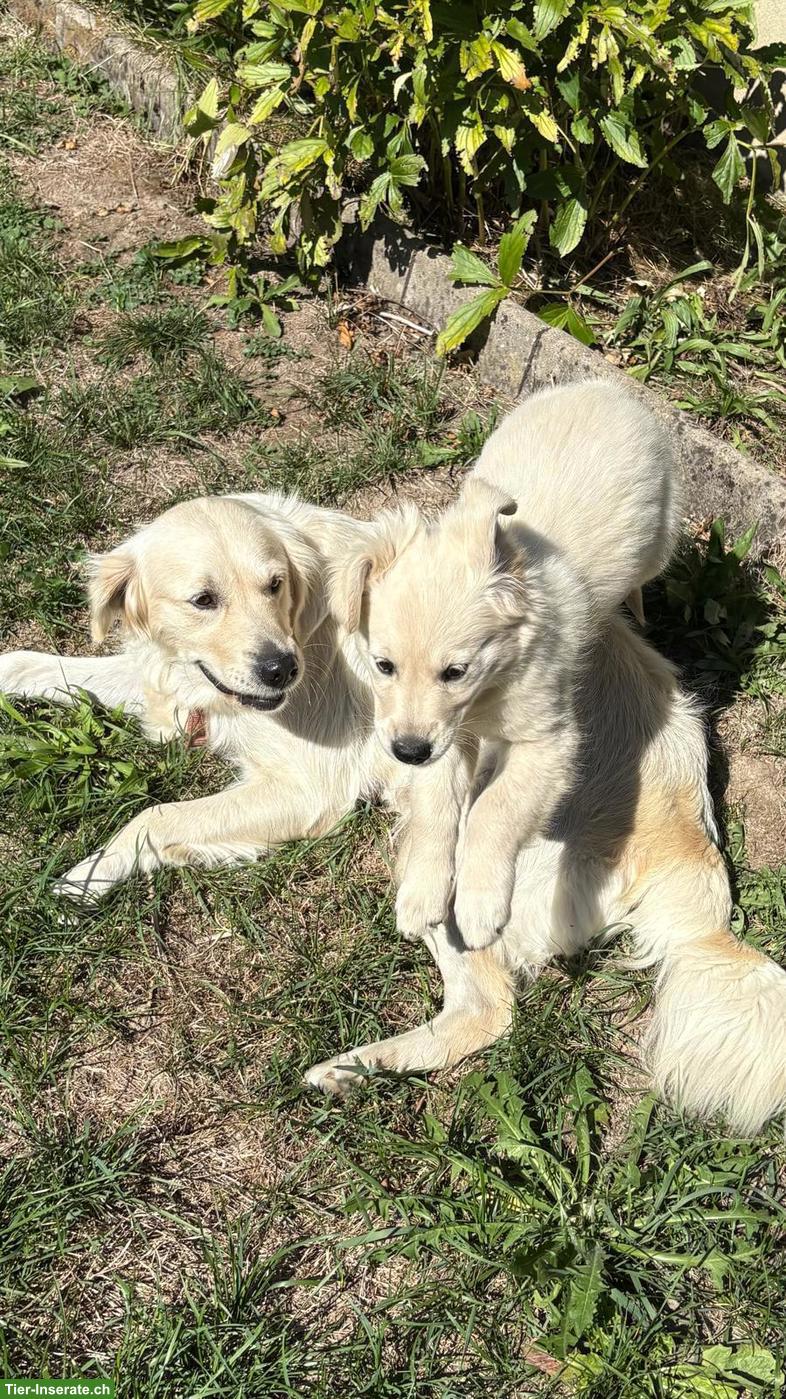 Golden Retriever Welpe, Hündin