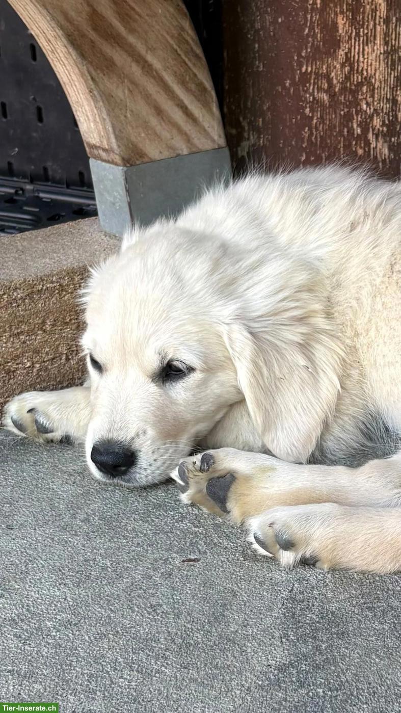 Bild 2: Golden Retriever Welpe, Hündin