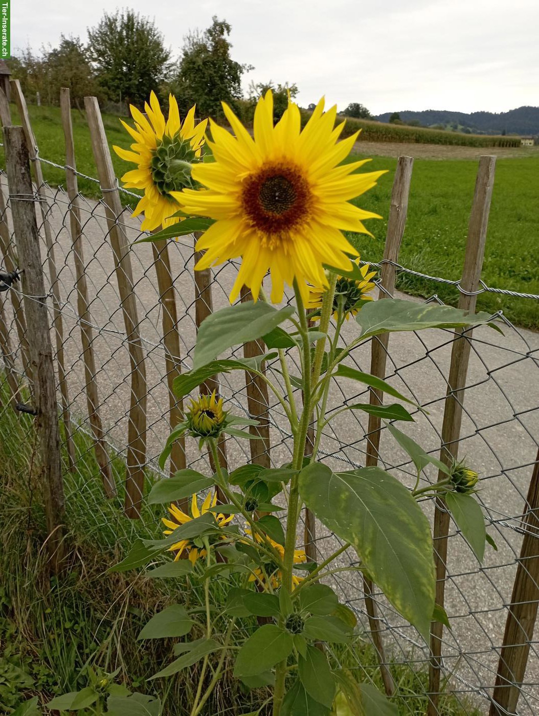 Bild 4: Unterkunft gegen Mithilfe im Offenstall und Garten, ca. 1 Std.
