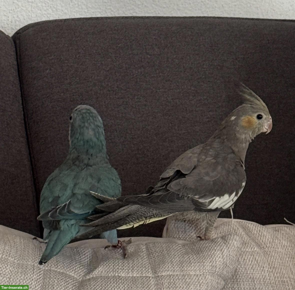 Bild 2: Mönchsittich sucht liebevolles Zuhause