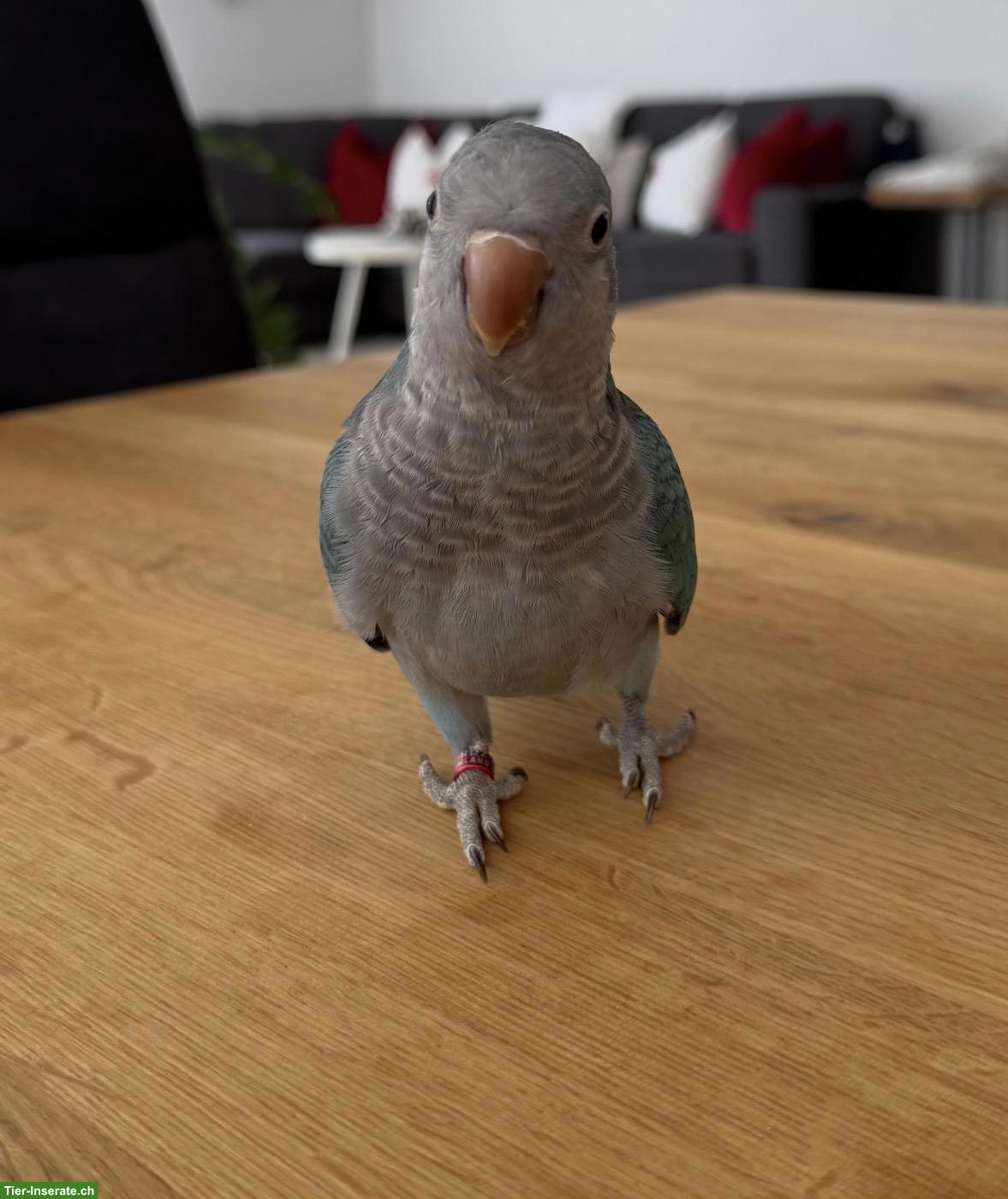 Bild 4: Mönchsittich sucht liebevolles Zuhause
