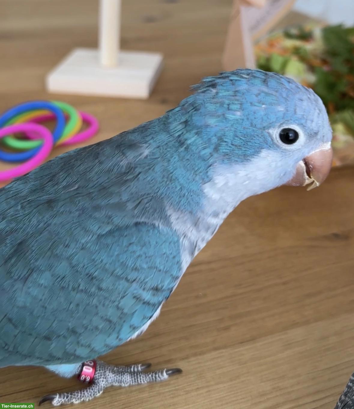Bild 5: Mönchsittich sucht liebevolles Zuhause
