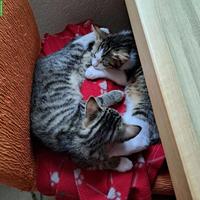 2 Kitten (weiblich) abzugeben