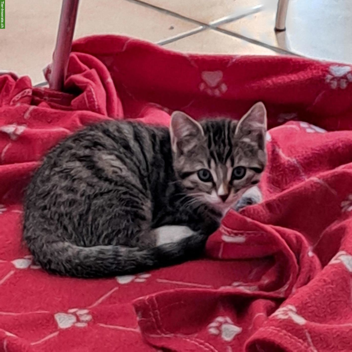 Bild 2: 2 Kitten (weiblich) abzugeben