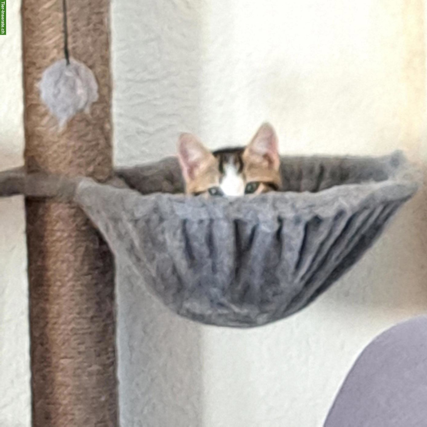Bild 3: 2 Kitten (weiblich) abzugeben