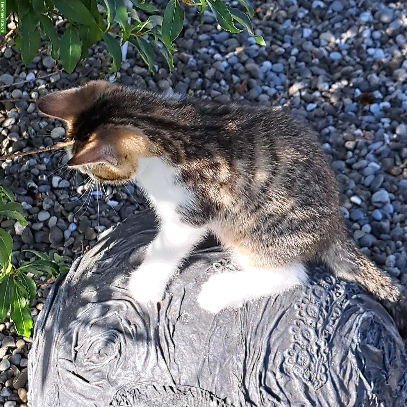 Bild 4: 2 Kitten (weiblich) abzugeben