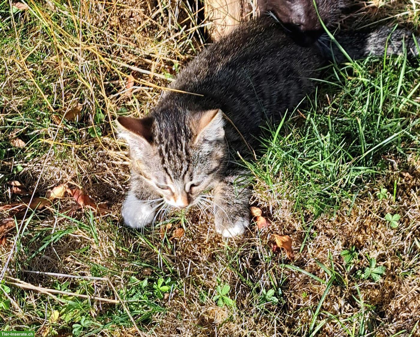 Bild 5: 2 Kitten (weiblich) abzugeben