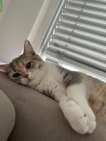 BKH Katze Khaleesi, liebe Hauskatze sucht neues Zuhause