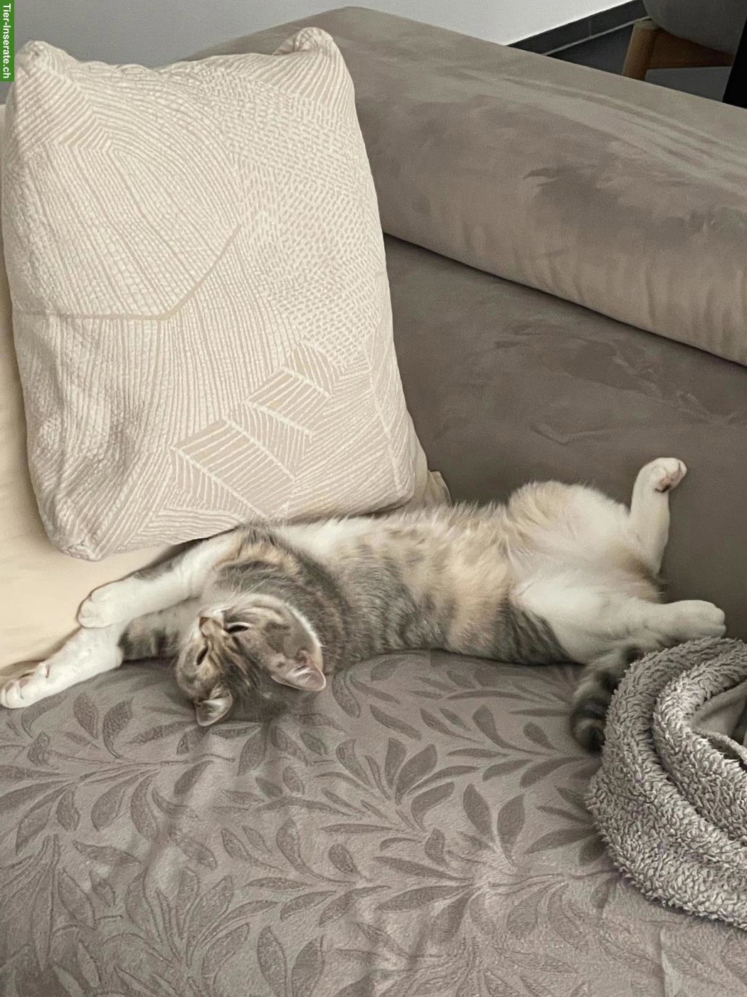 Bild 2: BKH Katze Khaleesi, liebe Hauskatze sucht neues Zuhause